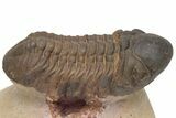 Detailed Reedops Trilobite - Aatchana, Morocco #229713-2